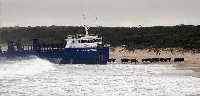 cows cows Incident Photo of The Week Cattle vessel, Mathew Flinders, grounded on Kings Island