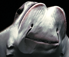 Sustainable Ocean Projects wants you to Eat More Pests
