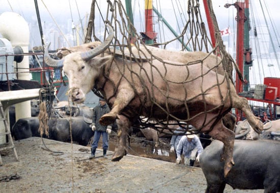 Cattle Cargo On Ship