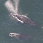 north atlantic right whales