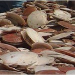 atl_sea_scallop_photo4_exp atl_sea_scallop_photo4_exp