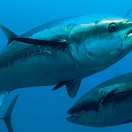 main_tuna_0319 bluefin tuna