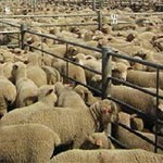 transportation-sheep