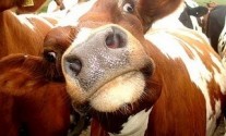 cow cow