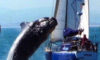 whale-bellyflops-on-yacht Remember this? In 2010 a giant right whale bellyflopped onto a yacht off Capetown, South Africa.