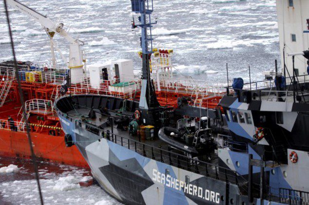 Institute of Cetacean Research sea shepherd