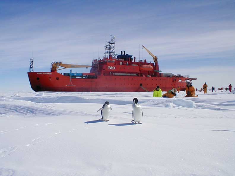 File Photo: Researchers from Aurora Australis observing a pair of penguins