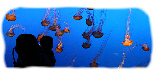 jellyfish-monteray2.png