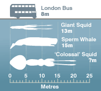 Squid Size Comparison