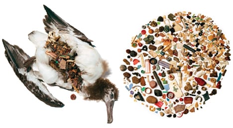 albatros-stomach-with-plastic.jpg