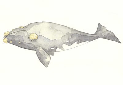 Right Whale Drawing