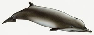  Reports Small Cetaceans Data T Shepherdi T.Shepherdi2