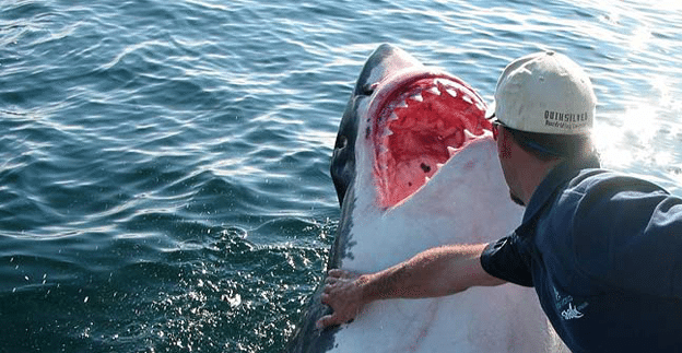 Great White shark Teeth research ship tagging