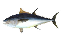 Bluefin Tuna Drawing - NOAA