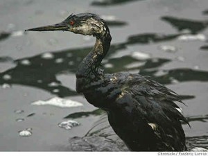 oil spill bird on gulf coast beach