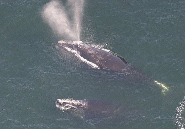 Right Whales protesting off Cape Cod this Earth Day