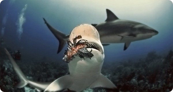 lionfish-lunch