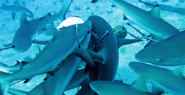 sharks-feeding-frenzy-bite