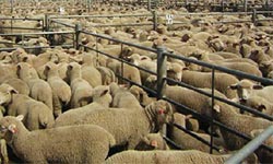 A Sheep Ship Stranded – 67,000 animals stranded at Port Adelaide after break down