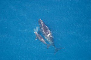 right whale mother and calf