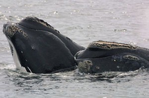 right whale calf and mother