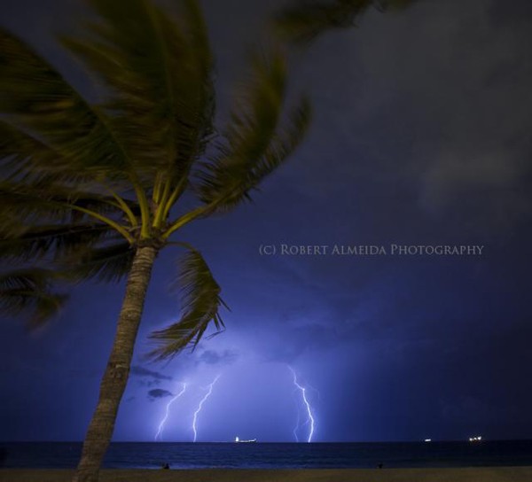 palm tree lightning storm ocean striking weather