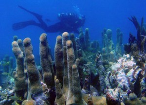 florida keys coral diving scuba noaa