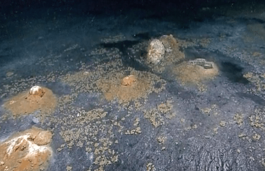 Shipwrecks, Oil Seeps, and Salt “Volcanoes” | NOAA Films All Sorts of Cool Stuff in the Gulf of Mexico