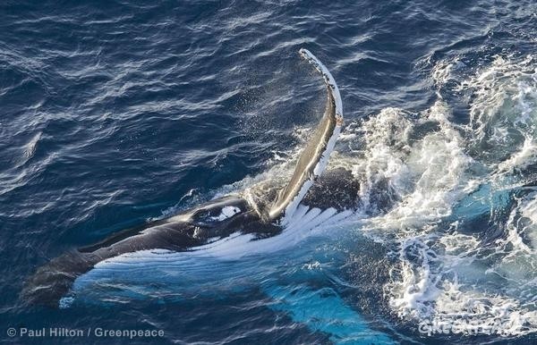 paul hilton humpback whale
