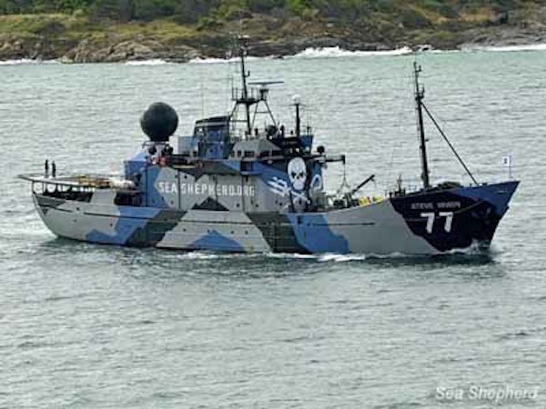 Sea Shepherd Kicks Off Drama Filled Anti-Whaling Campaign