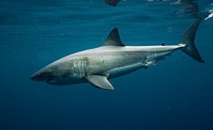 male great white shark ocearch