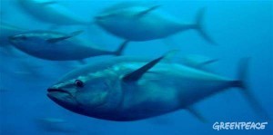 bluefin tuna greenpeace