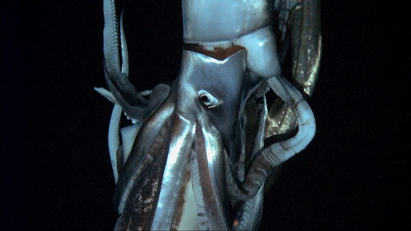 The Kraken Unveiled! Discovery Channel Aires Footage of Giant Squid [VIDEO]