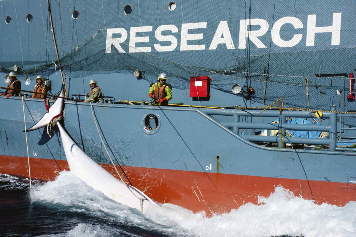 yushin maru whaling japanese cetacean research sea shepherd