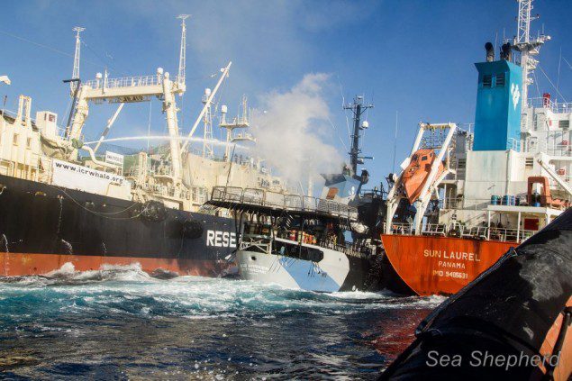 Photo: Sea Shepherd Conservation Society