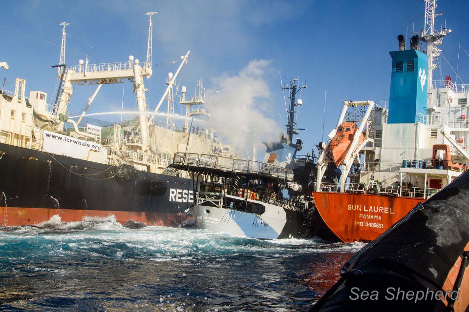 Sea Shepherd and Japanese Fleet Clash in Southern Ocean, Multiple Collisions Reported… Again [PHOTOS]