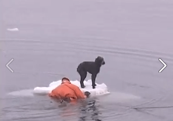 Sailors Rescue Stranded Dog from Ice [VIDEO]