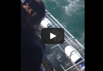 Great White Shark Breaks Into Dive Cage [VIDEO]