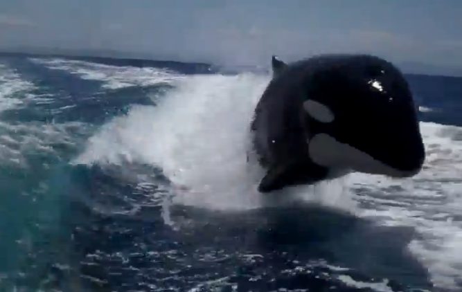 WATCH: Killer Whales Play in Wake