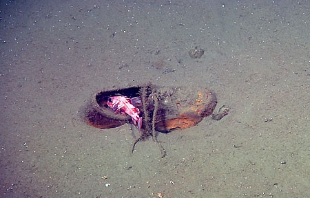 New Research Shows Where Deep Sea Trash Accumulates