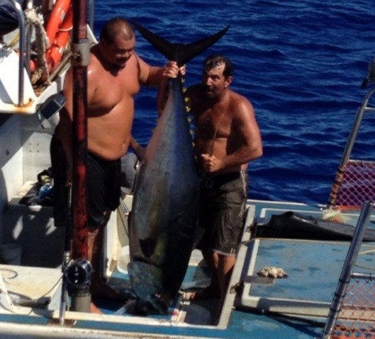 Man Hooks Tuna, Tuna Capsizes Boat