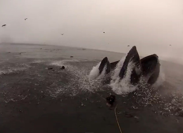 WATCH: Divers Nearly Swallowed by Humpback Whales
