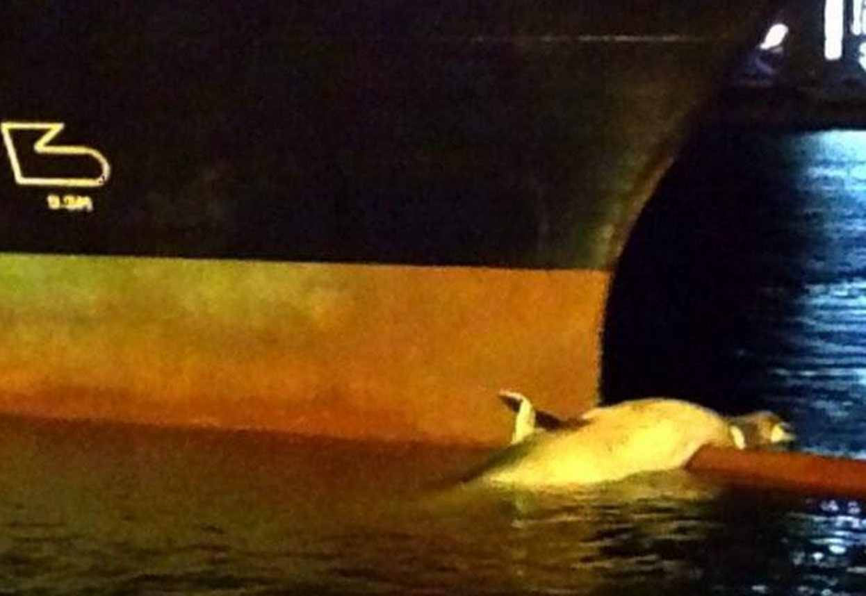 Hanjin Hamburg Containership Strikes Female Fin Whale