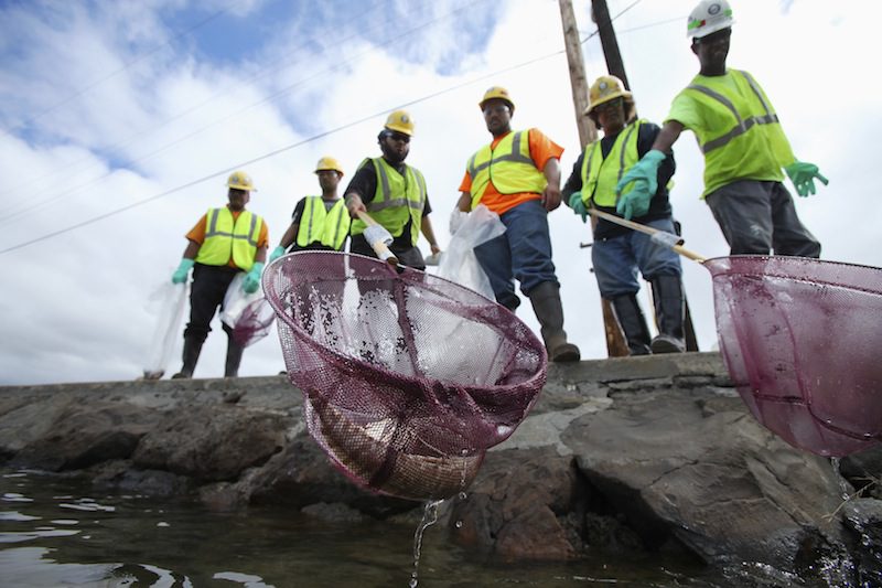 Matson to Pay for Honolulu Molasses Spill Response