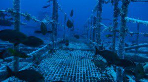 rigs to reefs fugro meridian ocean