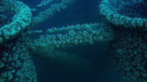 meridian ocean rigs to reefs