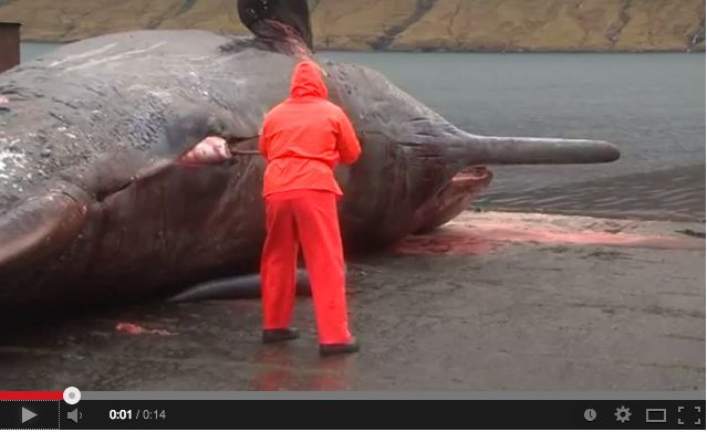Dead Sperm Whale Explodes – WARNING: EXTREMELY GRAPHIC