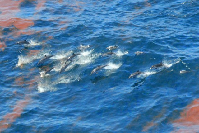 deepwater horizon dolphins oil