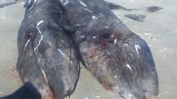 Conjoined Whale Twins Found in Mexico – WTF VIDEO