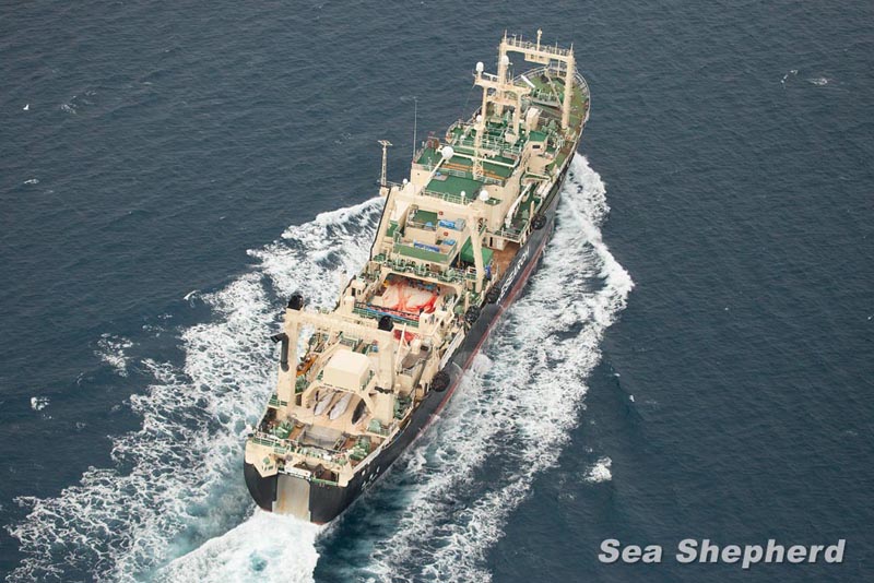 Sea Shepherd and Japanese Whaling Fleet Hook Up in Southern Ocean Sanctuary